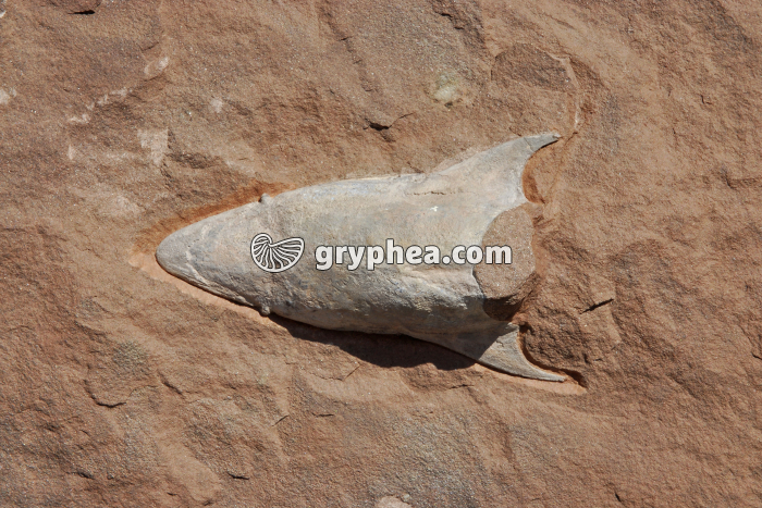Poisson cuirassé fossile (Podolapsis lerichei, Dévonien, Ukraine) - gryphea.com